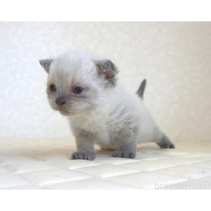 販売中の静岡県のセルカークレックス-129199の34枚目