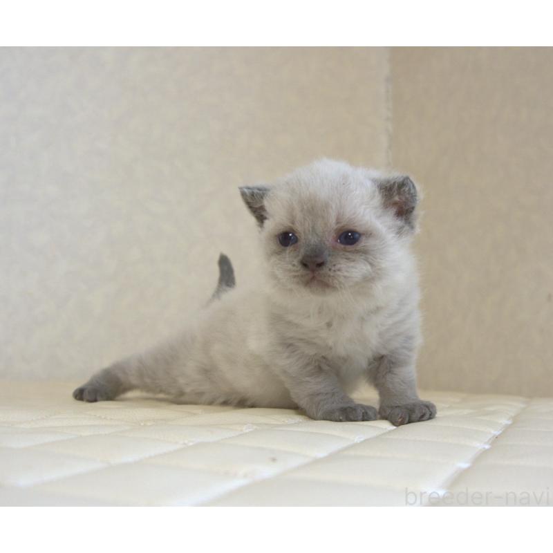 販売中の静岡県のセルカークレックス-129199の33枚目