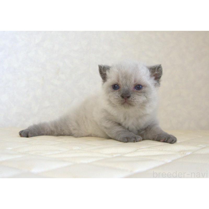 販売中の静岡県のセルカークレックス-129199の32枚目