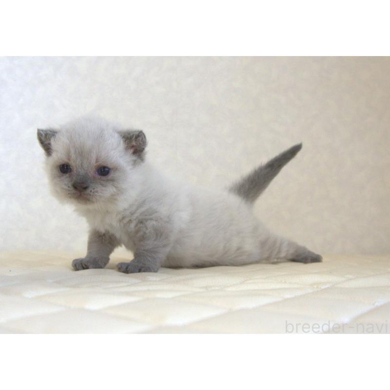 販売中の静岡県のセルカークレックス-129199の31枚目