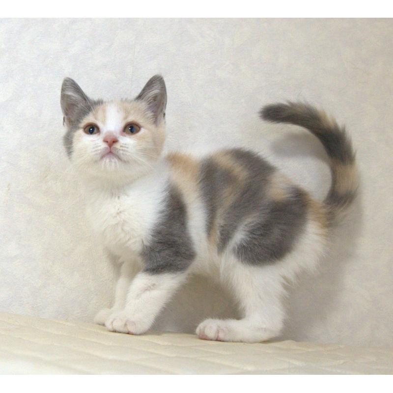 販売中の静岡県のブリティッシュショートヘア-125921の7枚目