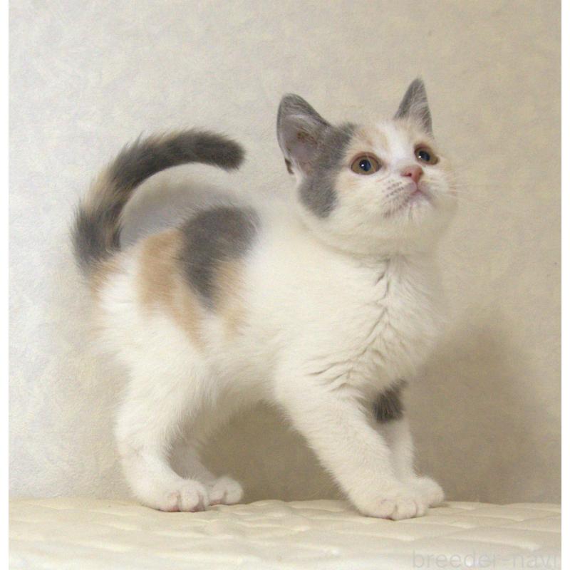 販売中の静岡県のブリティッシュショートヘア-125921の6枚目