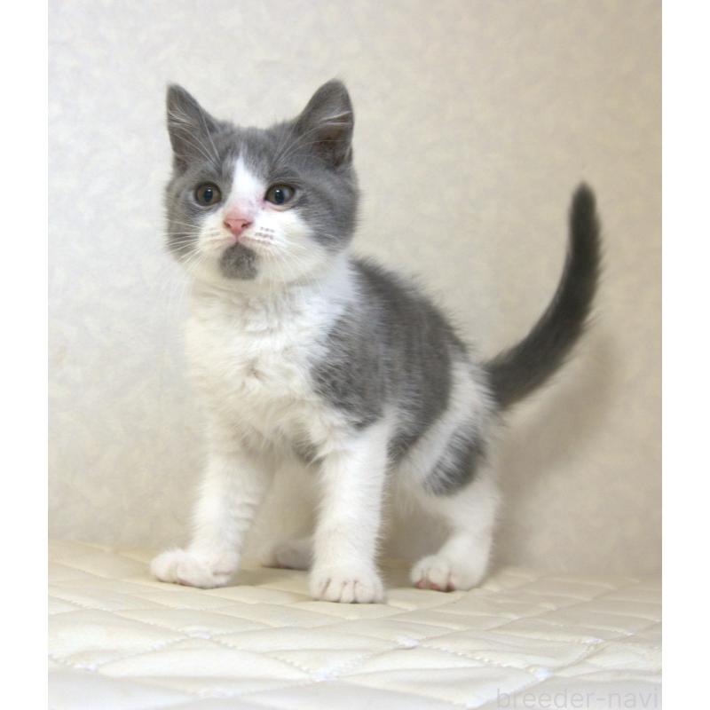 販売中の静岡県のブリティッシュショートヘア-125925の10枚目