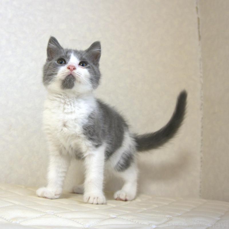 販売中の静岡県のブリティッシュショートヘア-125925の9枚目