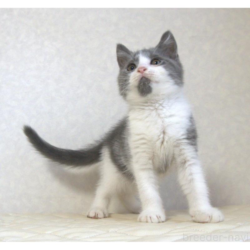 販売中の静岡県のブリティッシュショートヘア-125925の7枚目