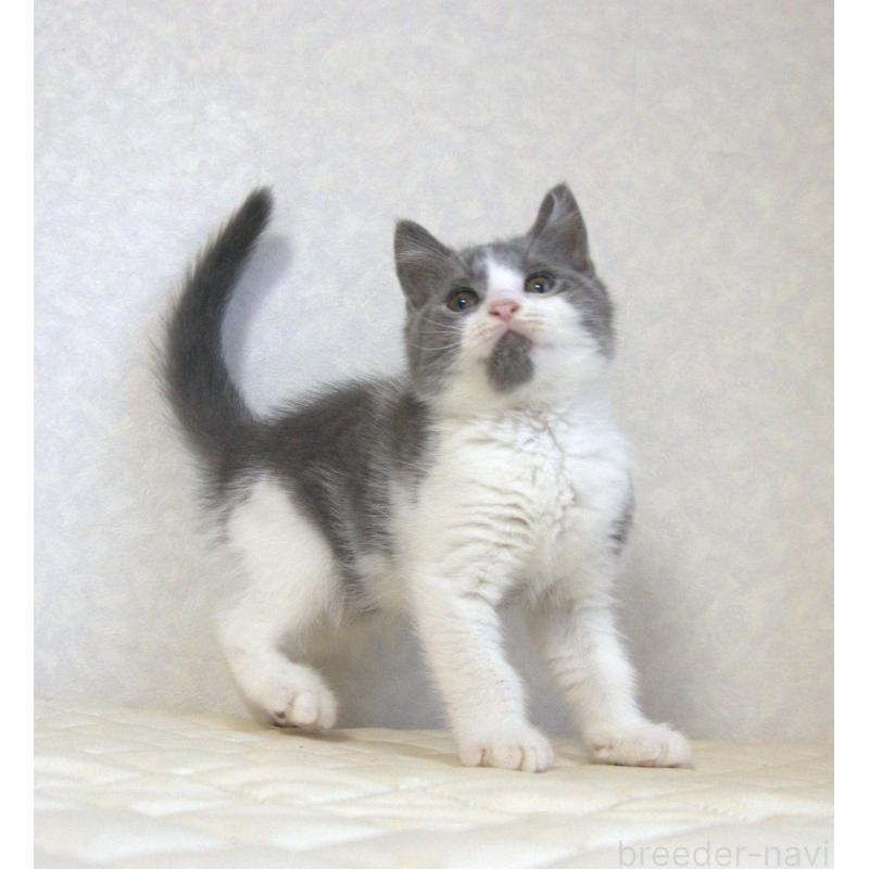 販売中の静岡県のブリティッシュショートヘア-125925の6枚目