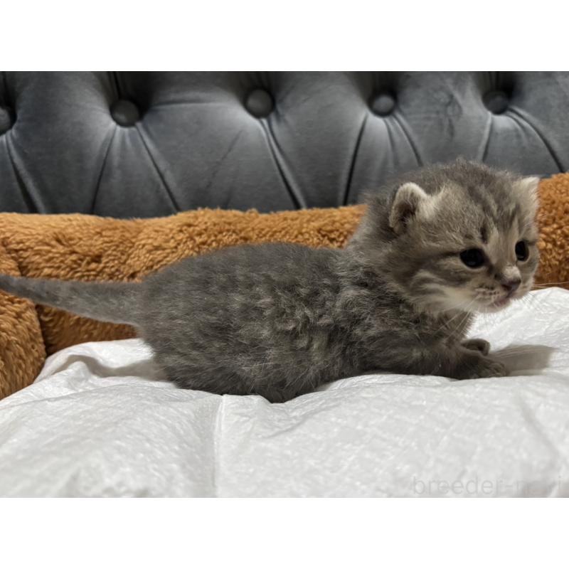 販売中の鹿児島県のマンチカン(短足)-129734の5枚目