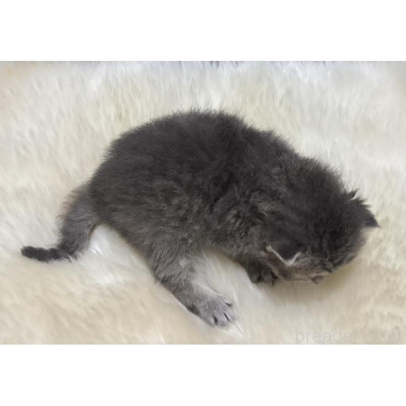 販売中の鹿児島県のマンチカン-129737の2枚目