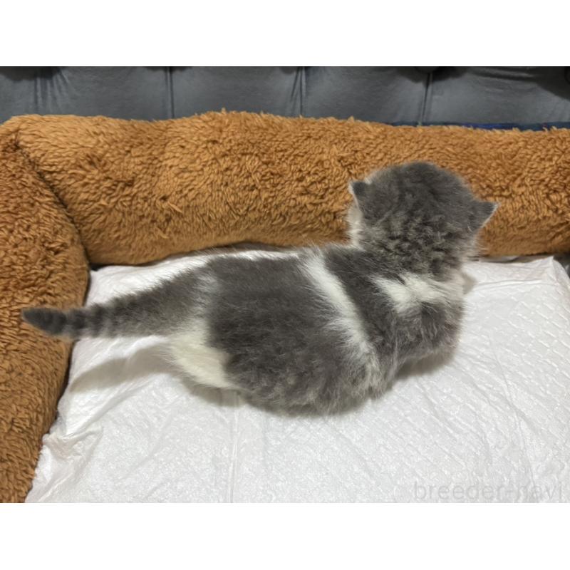 販売中の鹿児島県のマンチカン(短足)-129738の2枚目