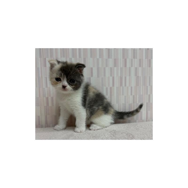 販売中の千葉県のスコティッシュフォールド(折れ耳)-129741の2枚目
