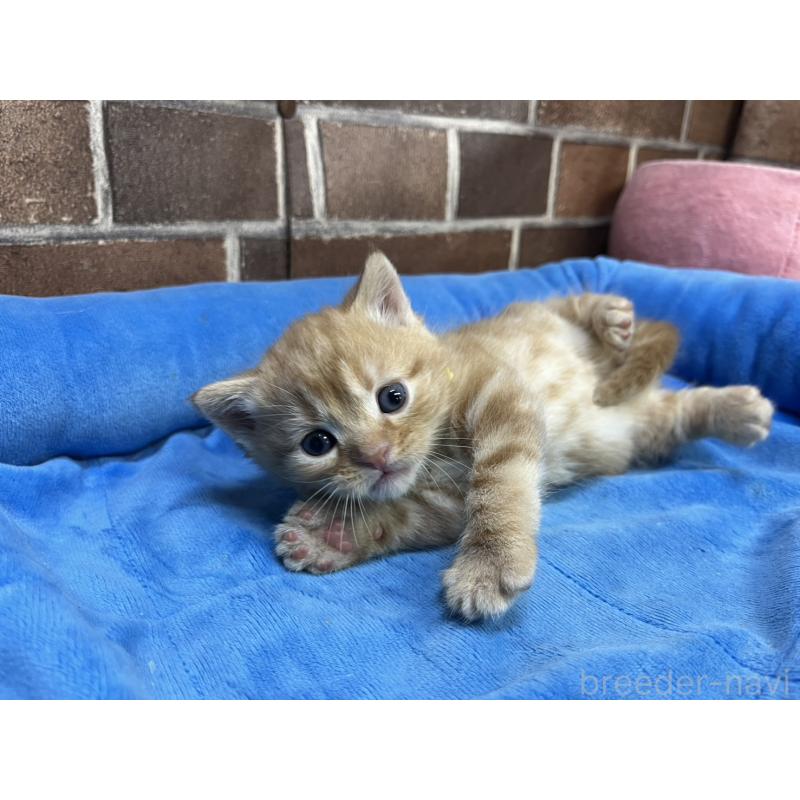 販売中の東京都のマンチカン-129746の12枚目