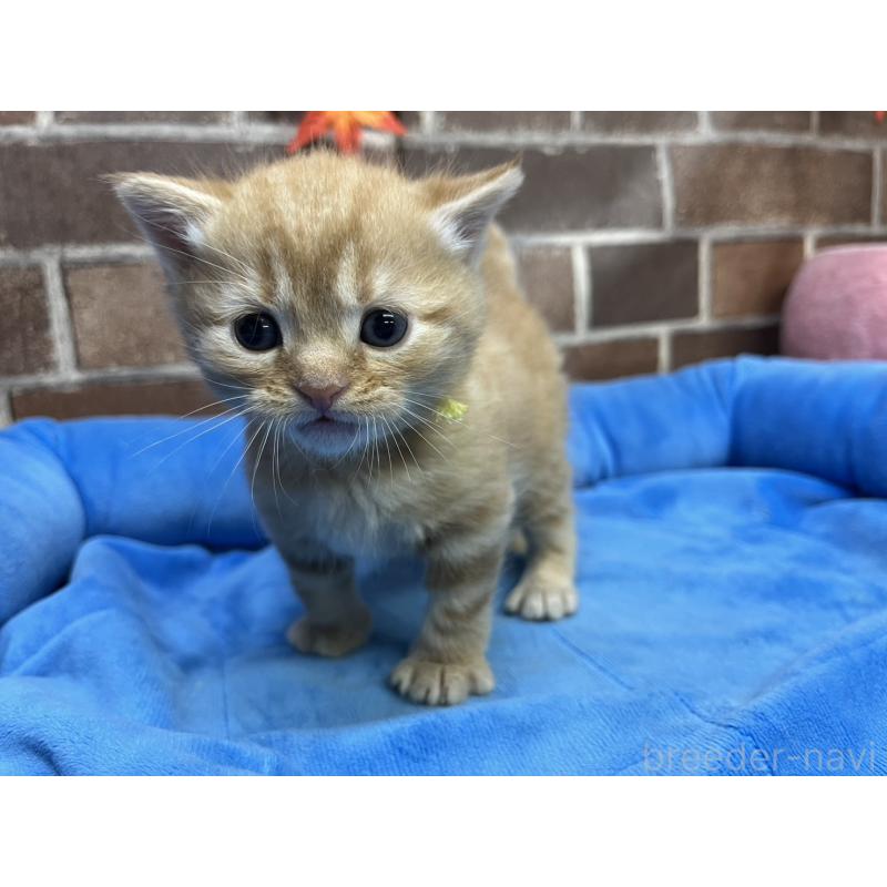 販売中の東京都のマンチカン-129746の11枚目