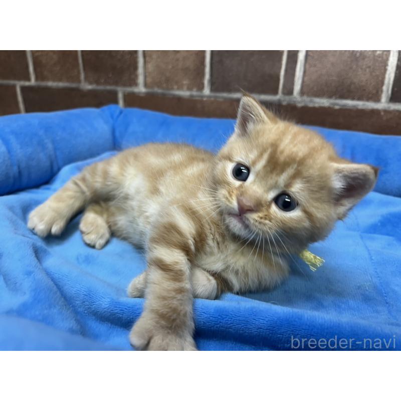 販売中の東京都のマンチカン-129746の4枚目