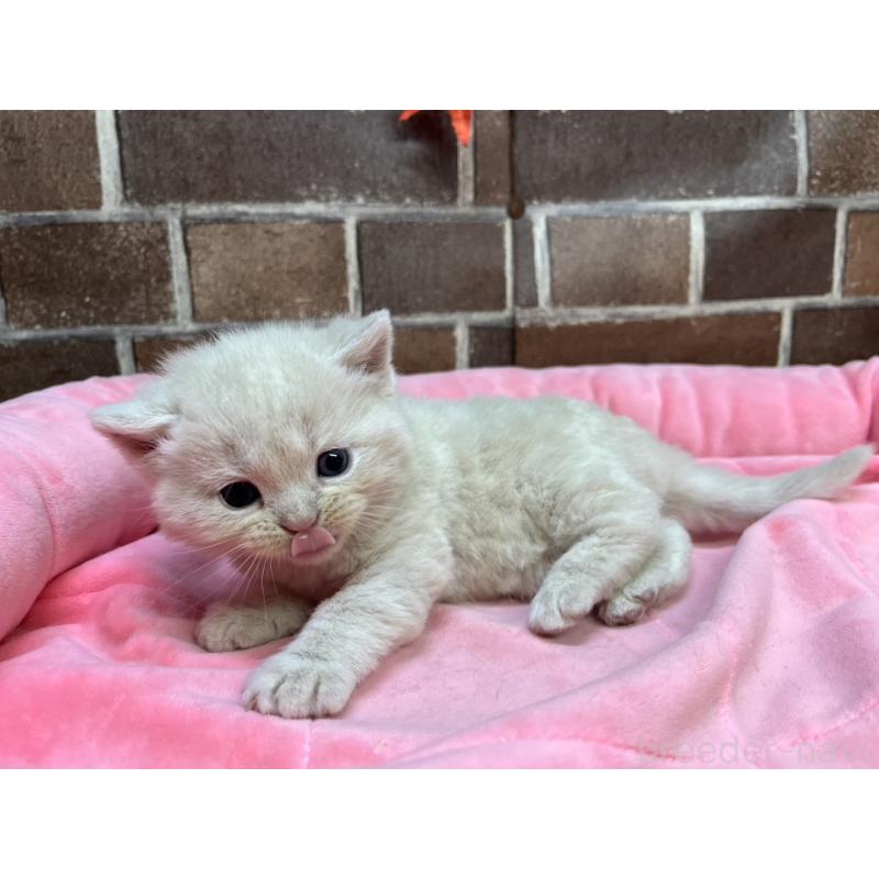販売中の東京都のマンチカン-129748の12枚目