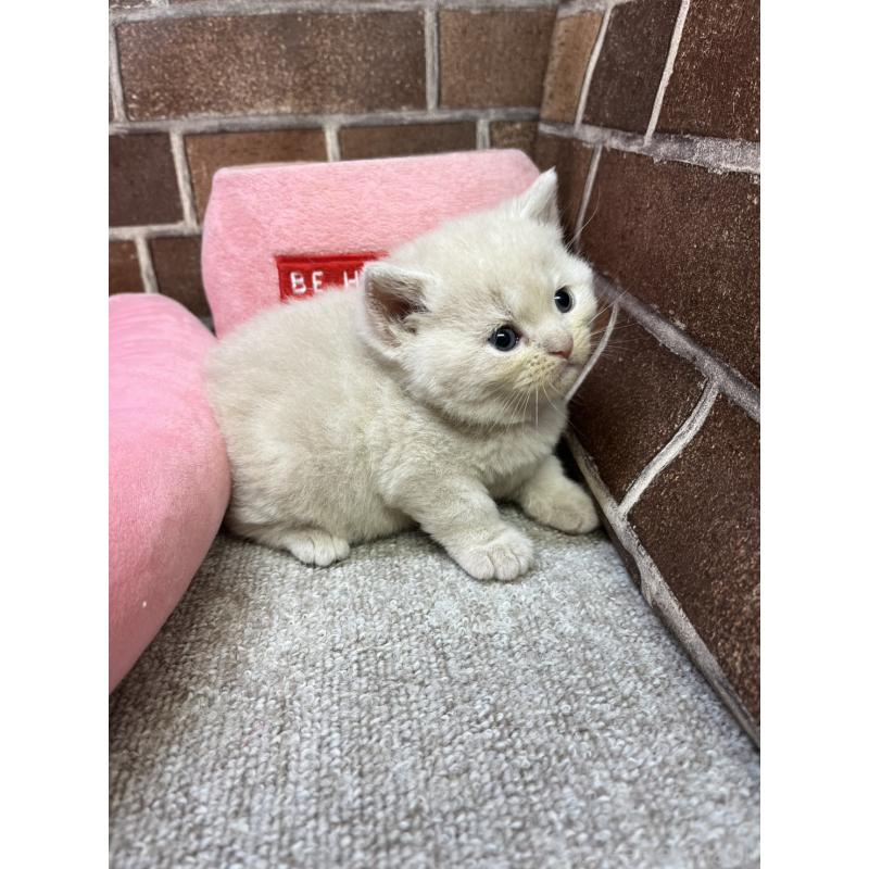 販売中の東京都のマンチカン-129748の8枚目