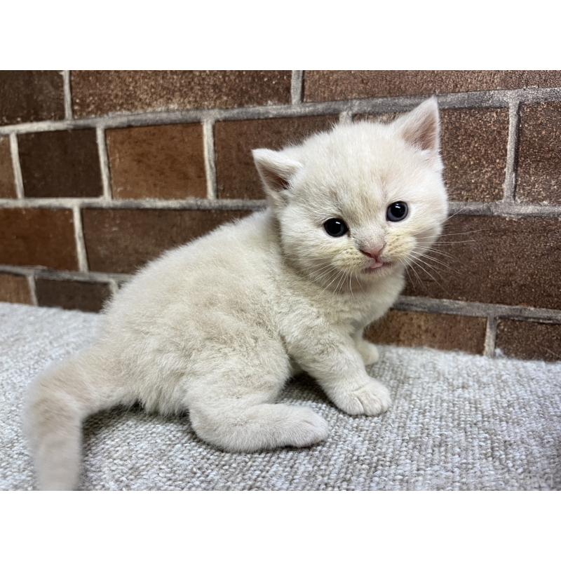 販売中の東京都のマンチカン-129748の6枚目