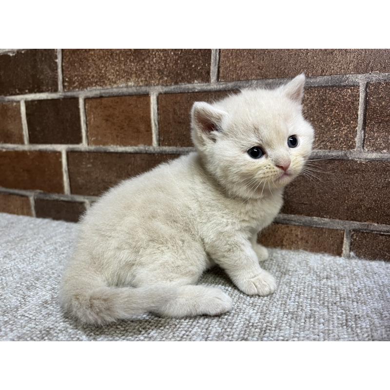 販売中の東京都のマンチカン-129748の5枚目