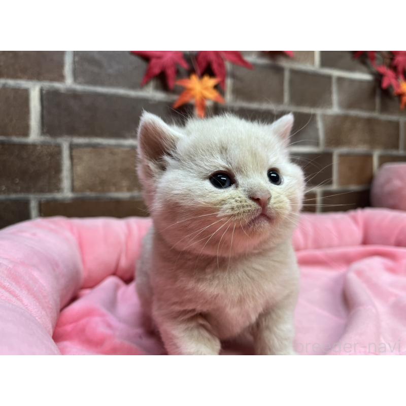 販売中の東京都のマンチカン-129748の2枚目
