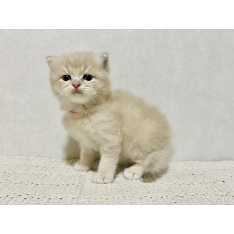 販売中の兵庫県のサイベリアン-128939の3枚目