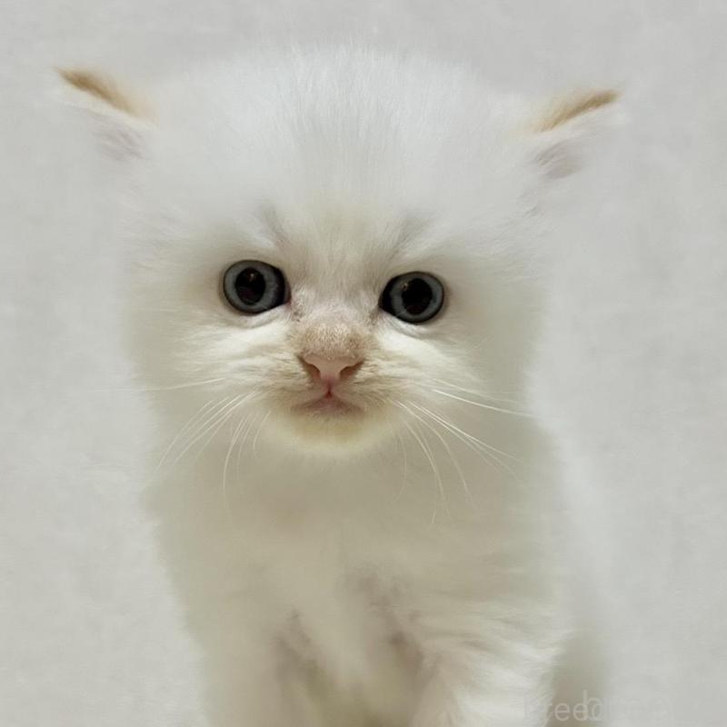 販売中の兵庫県のサイベリアン-128940