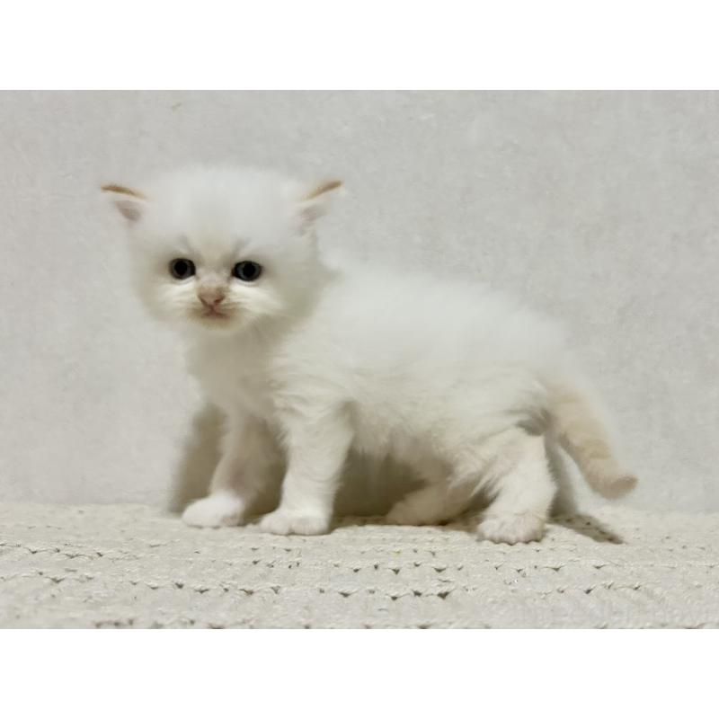 成約済の兵庫県のサイベリアン-128940の7枚目