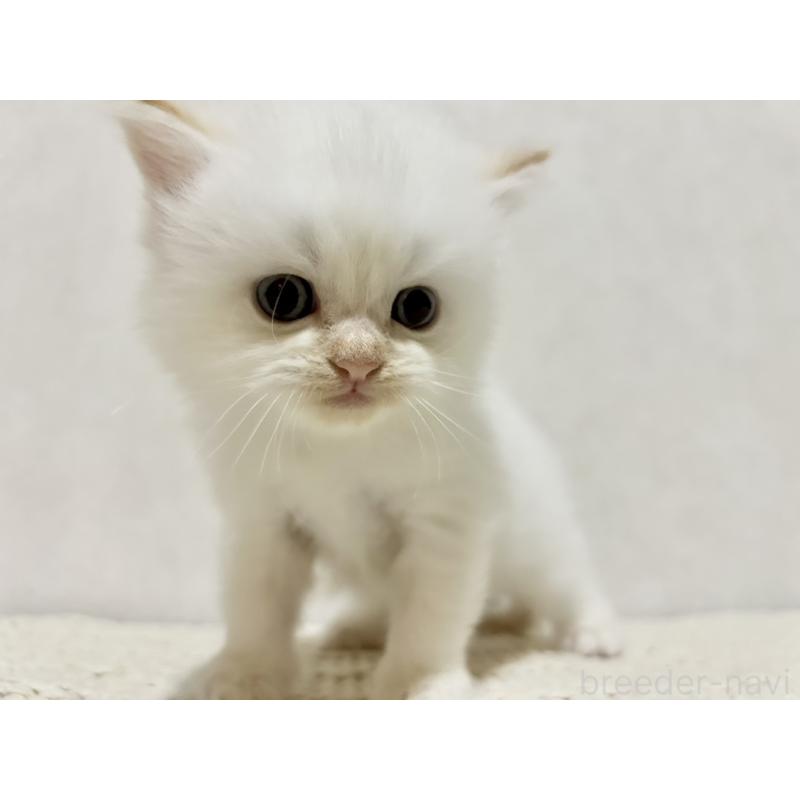 成約済の兵庫県のサイベリアン-128940の6枚目