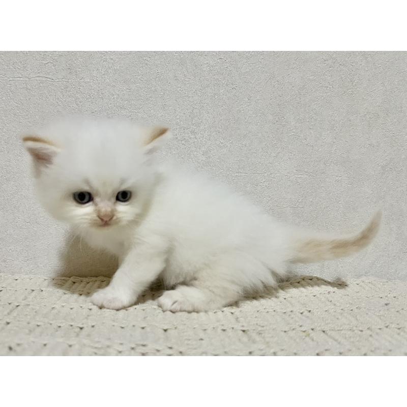 成約済の兵庫県のサイベリアン-128940の5枚目