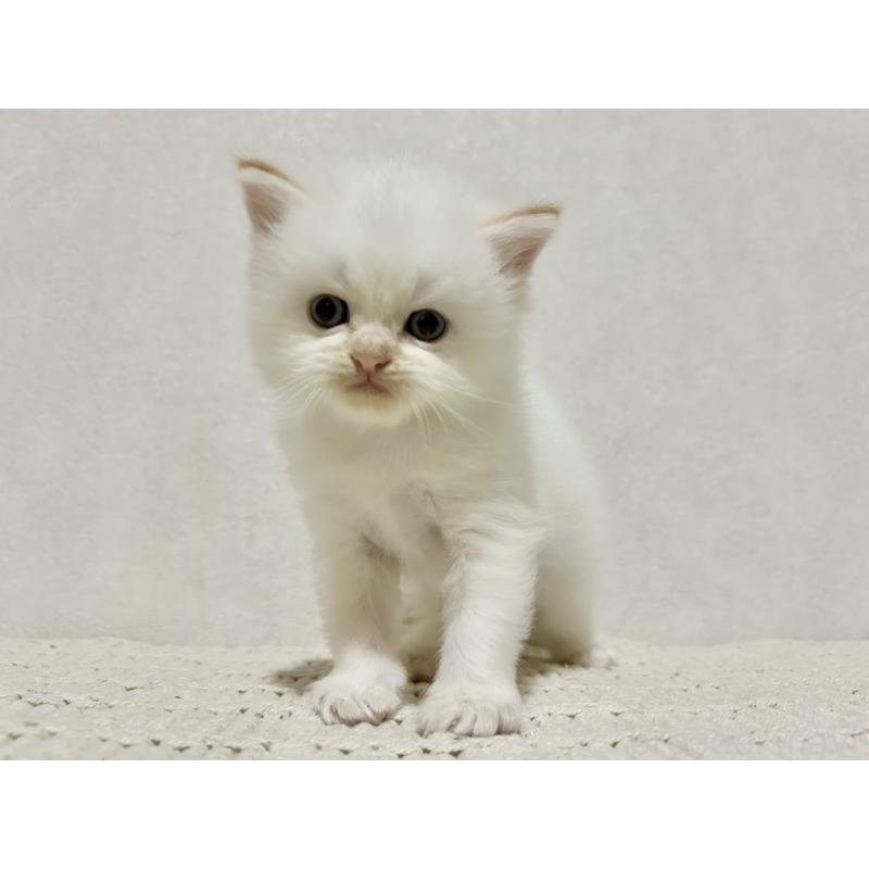 成約済の兵庫県のサイベリアン-128940の4枚目