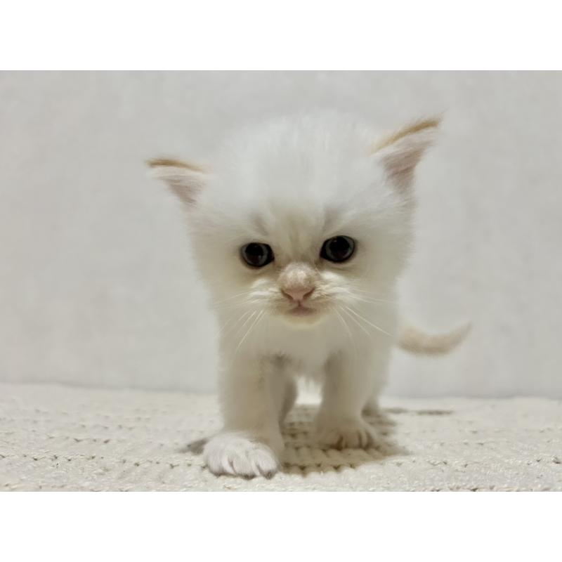 成約済の兵庫県のサイベリアン-128940の3枚目