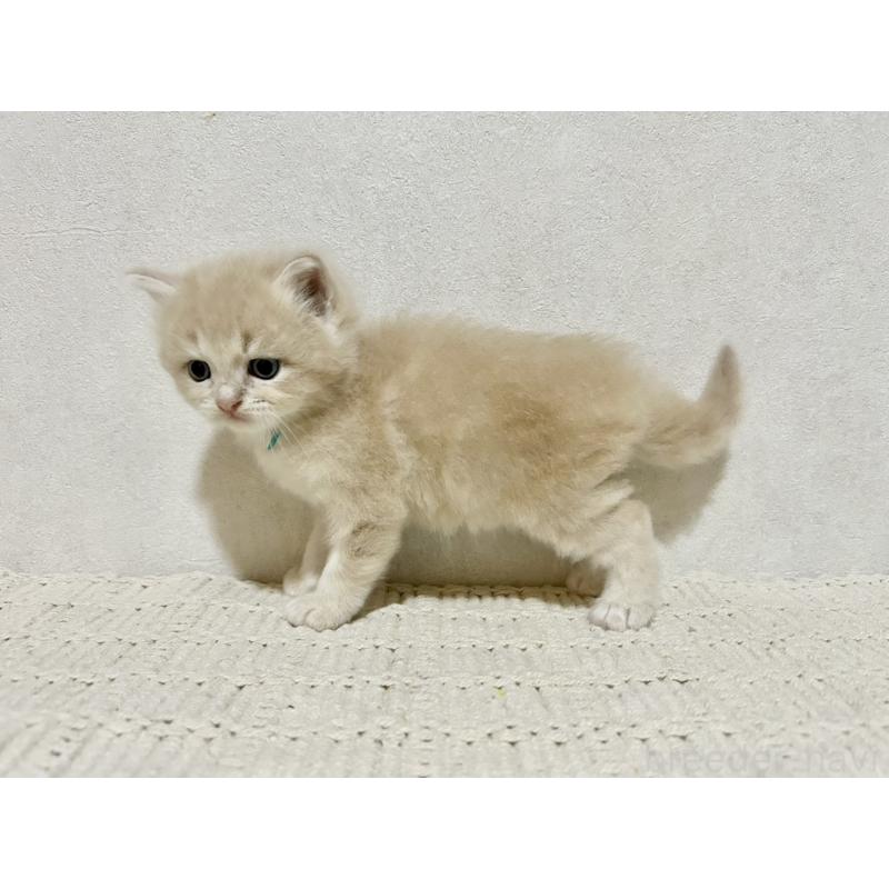 販売中の兵庫県のサイベリアン-128941の7枚目