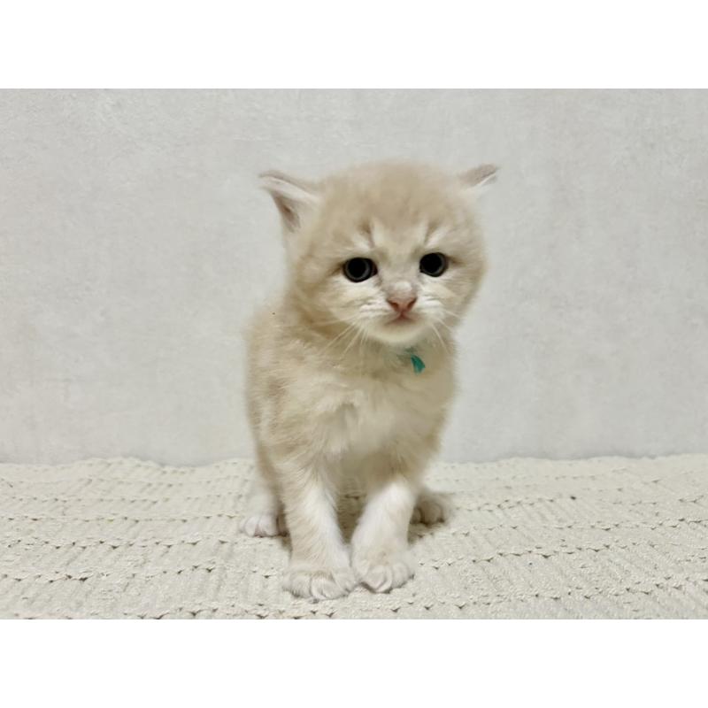 販売中の兵庫県のサイベリアン-128941の6枚目