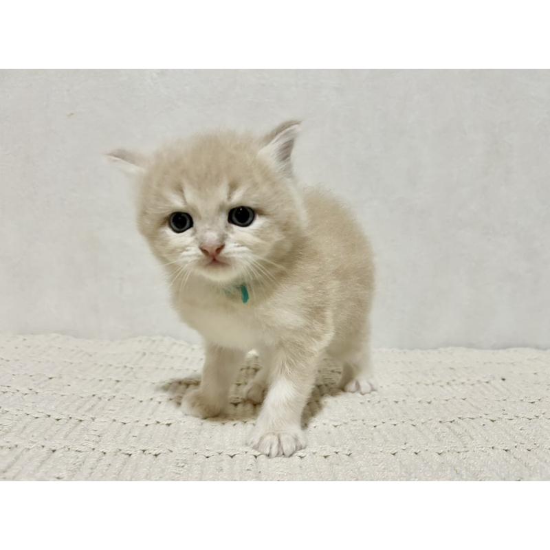 販売中の兵庫県のサイベリアン-128941の5枚目