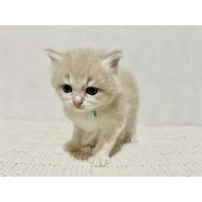 販売中の兵庫県のサイベリアン-128941の4枚目