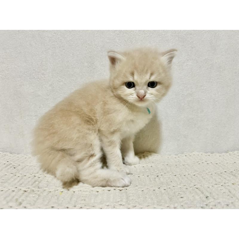 販売中の兵庫県のサイベリアン-128941の3枚目