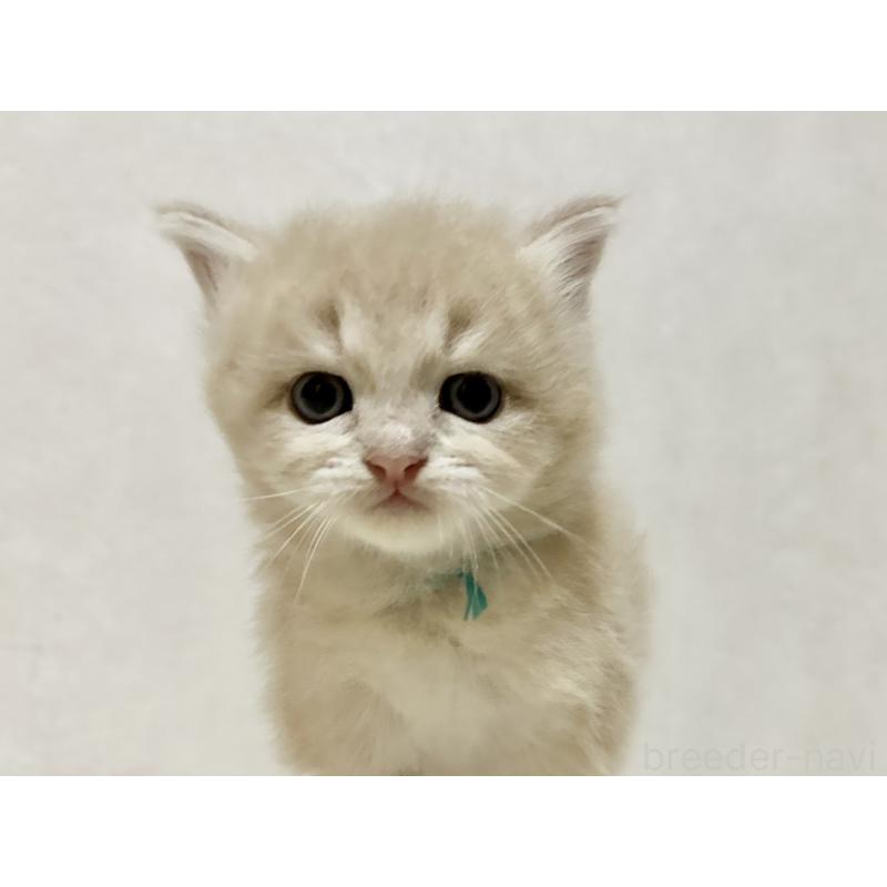 販売中の兵庫県のサイベリアン-128941の2枚目