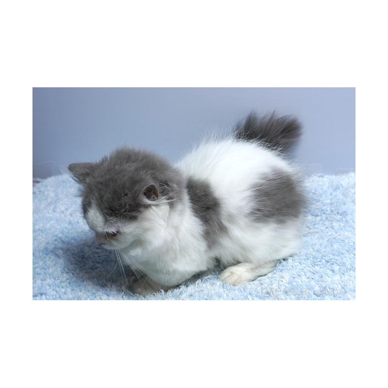 販売中の群馬県のミヌエット(短足)-123834の2枚目