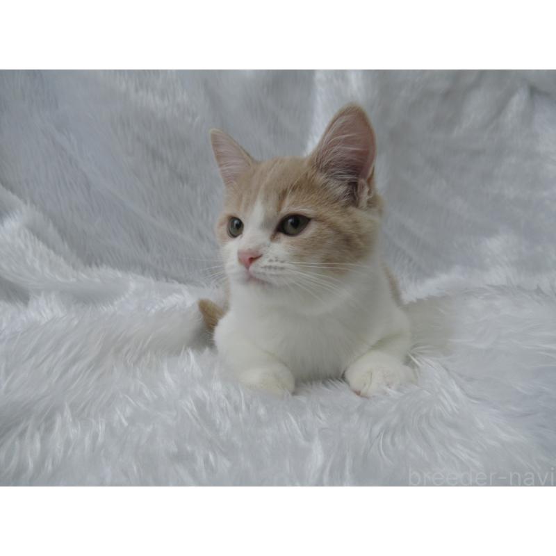 成約済の東京都のマンチカン-125537の3枚目