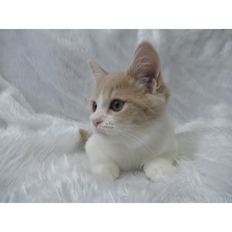 成約済の東京都のマンチカン-125537の2枚目