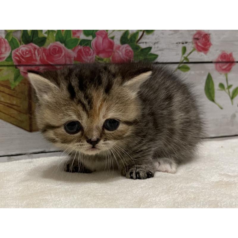販売中の山梨県のミヌエット-129760の5枚目