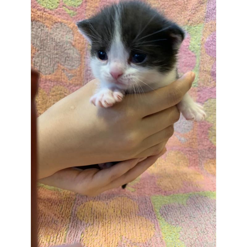 販売中の神奈川県のスコティッシュフォールド-129759の2枚目