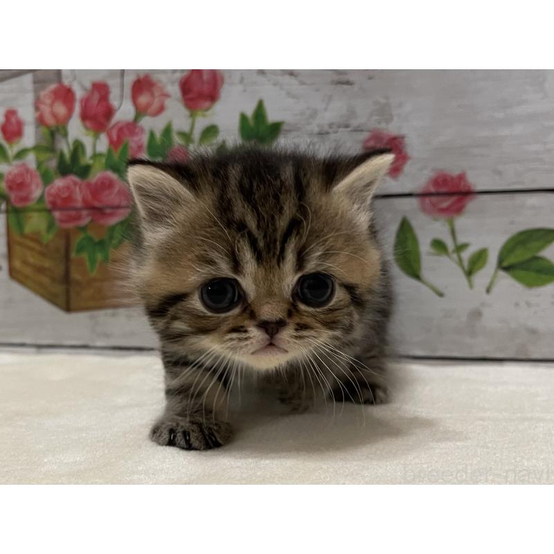 販売中の山梨県のミヌエット-129765の10枚目