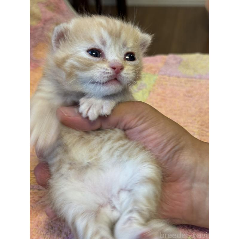 商談中の神奈川県のスコティッシュフォールド-129767の3枚目