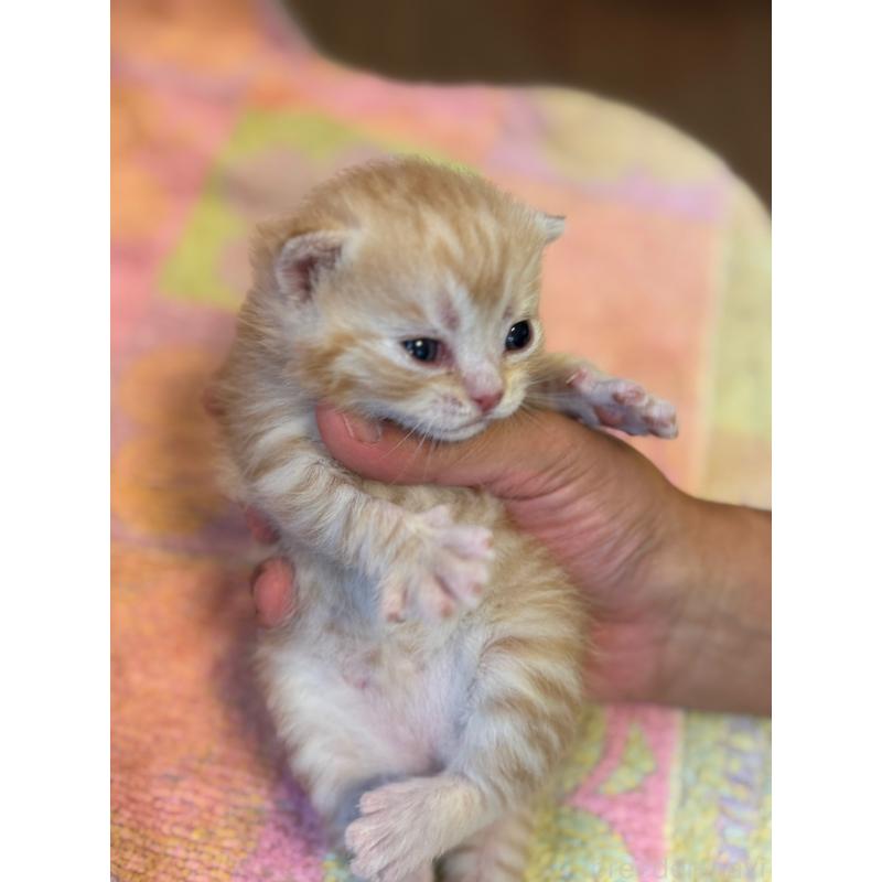 商談中の神奈川県のスコティッシュフォールド-129767の2枚目