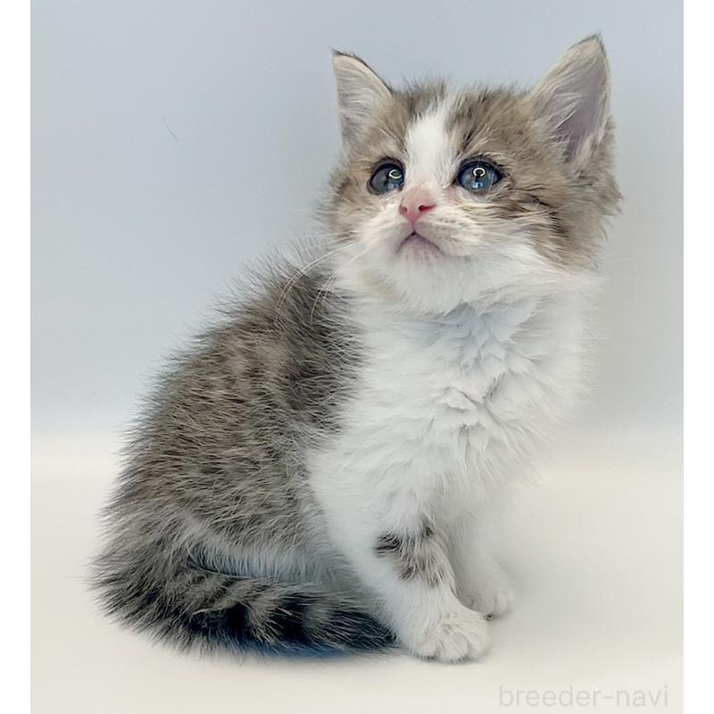 商談中の福島県のミヌエット-128300の9枚目