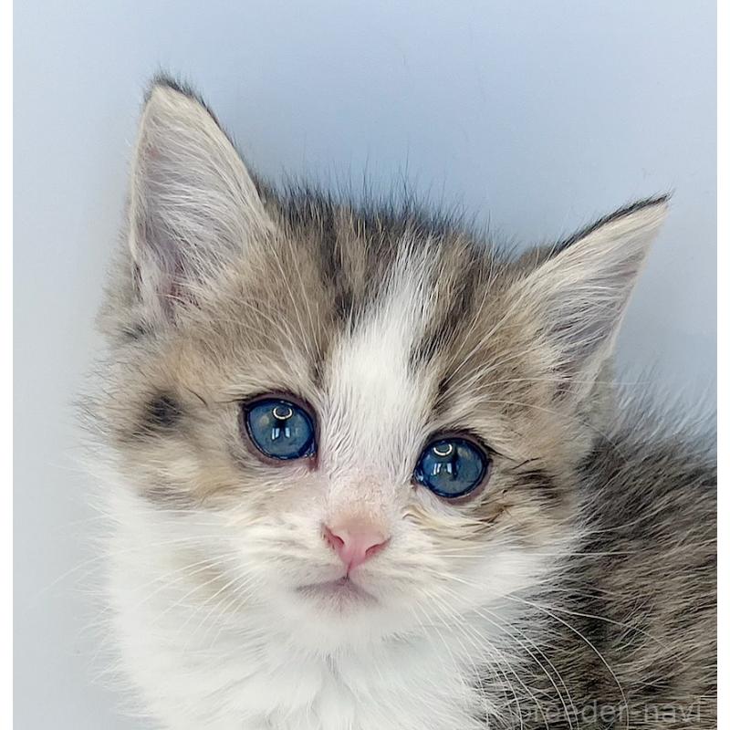 商談中の福島県のミヌエット-128300の8枚目