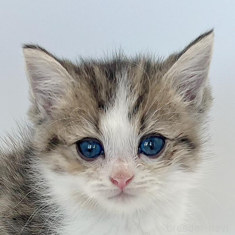 商談中の福島県のミヌエット-128300の7枚目