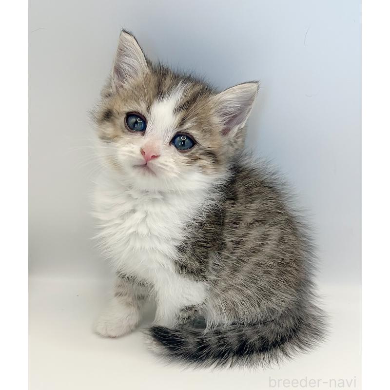 商談中の福島県のミヌエット-128300の6枚目