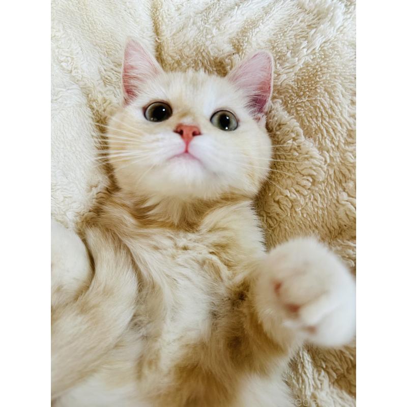 成約済の千葉県のミヌエット-124771の10枚目