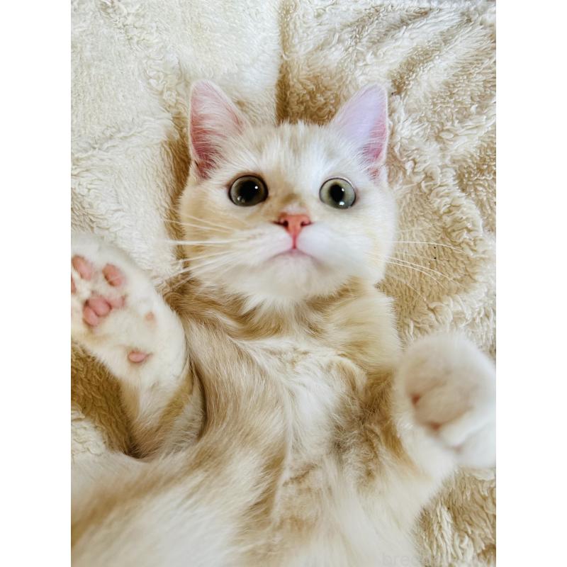 成約済の千葉県のミヌエット-124771の9枚目