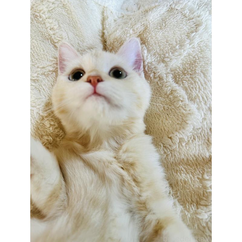 成約済の千葉県のミヌエット-124771の8枚目